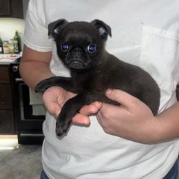 Brussels Griffon Puppies from Butler Brussels Griffon