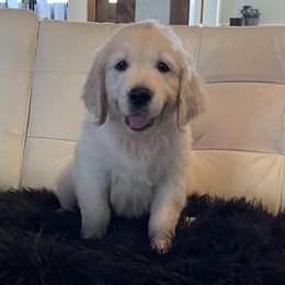 Jonah - Light golden male Golden Retriever puppy in Ennis, Texas from Amberidge Golden Retrievers