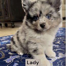 Lady - Merle female Pomsky puppy in Long Grove, Illinois from Windy City Pomsky