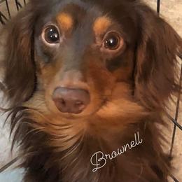 Brownell - Dachshund