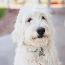 Tesla - Goldendoodle