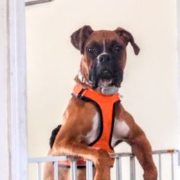 Oliver - Boxer