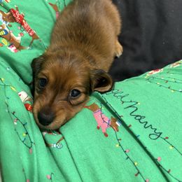 Vixen - Red female Dachshund puppy in Cooper, Texas from Sassy Kat’s Dachshunds
