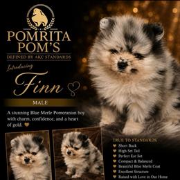 Finn - Blue merle male Pomeranian puppy in North Port, Florida from POMRITA POM’S