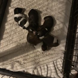 Havanese Puppies from Happy Havanese Gems