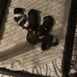 Havanese Puppies from Happy Havanese Gems