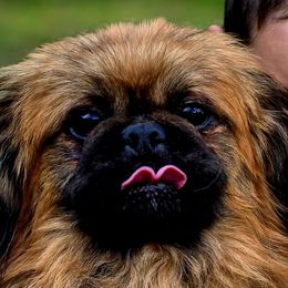 Pekingese from Amy’s Lil Pekingese