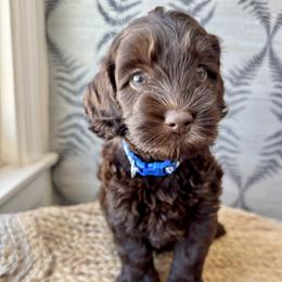 Bluejay - Chocolate male Australian Labradoodle puppy in Morgan Hill, California from Loving Labradoodles