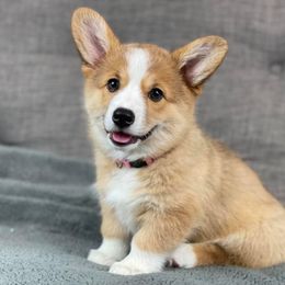Pembroke Welsh Corgi Puppies from Wiggle B Ranch Corgis