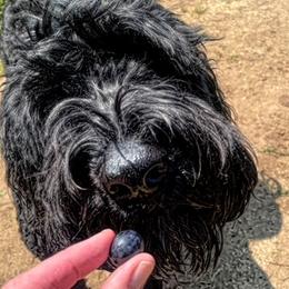 Labradoodles from Big River Doodles