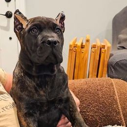 Light Pink Collar - Tiger female Perro de Presa Canario puppy in Pocahontas, Illinois from Cabeza Grande Kennel