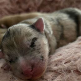 Girl No.1 RORY - Merle female Pomsky puppy in Norfolk, Virginia from 'Brick'House Couture Pomskies