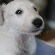 Borzoi Puppies from Secret Garden Borzois