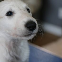 Borzoi Puppies from Secret Garden Borzois