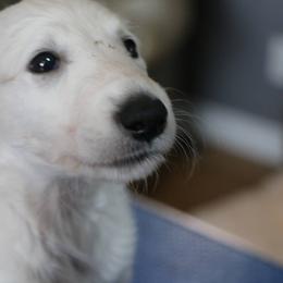 Borzoi Puppies from Secret Garden Borzois