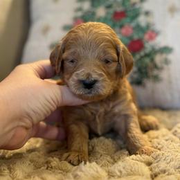 Nutmeg - Red  female Goldendoodle puppy in Wharton, Texas from Little Fur Friends
