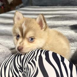 Pomsky and Toy Shetland Sheepdog Puppies from Lone Star Sheltie