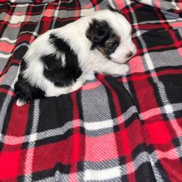 Boots 2500 - Parti male Yorkshire Terrier puppy in Gastonia, North Carolina from Banks Dynasty Kennel