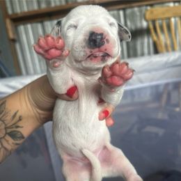 Blue Boy - White and black male Dalmatian puppy in Lakeland, Florida from Ink Spot Canines