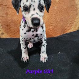 Dalmatian Puppies from Anthony's Dalmatians