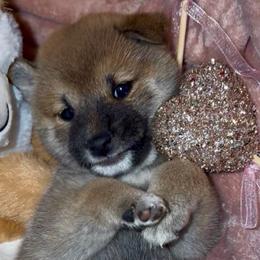 Royalty - Red female Shiba Inu puppy in Clewiston, Florida from Animal Farm Shiba Inus & Mameshibas