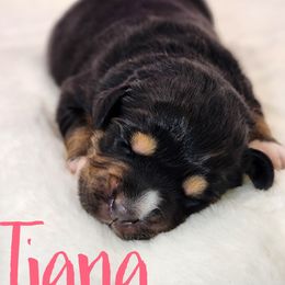 Tiana - Black tri female Miniature Australian Shepherd puppy in Mc Alester, Oklahoma from Angel's Aussies
