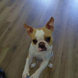 Mallow Mar - Seal and white male Boston Terrier puppy in Star, North Carolina from Meatloaf's Bostons Family