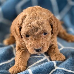 Boy 2 - Red male Maltipoo puppy in Granada Hills, California from Sheryls Puppies
