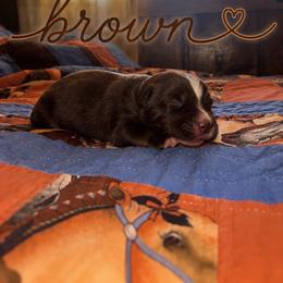 Brown - Red tri male Miniature Australian Shepherd puppy in Arizona from Country Charm Mini Aussies