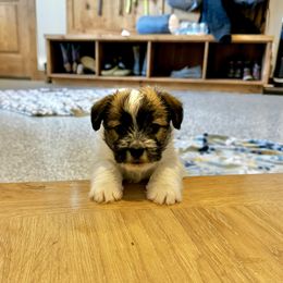 German Shorthaired Pointer and Russell Terrier Puppies from Charnobragan Acres