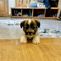 German Shorthaired Pointer and Russell Terrier Puppies from Charnobragan Acres
