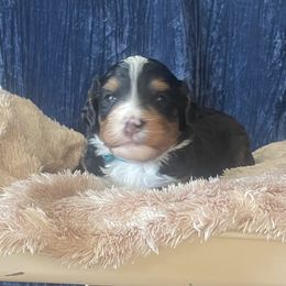 Bernedoodle Puppies from NorCal Doodle or Two