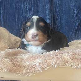 Bernedoodle Puppies from NorCal Doodle or Two