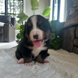 Frannie - Black rust and white female Bernese Mountain Dog puppy in Dundee, Ohio from Steinhaus Dogs