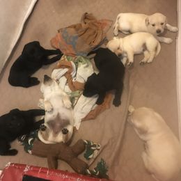 Labrador Retriever Puppies from Whispering Creek British labs LLC