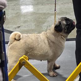 Diva - Fawn female Pug puppy in Vale, North Carolina from Von Katzenstein Kennel