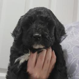 Bernedoodle puppies from Oodles O'Doodles