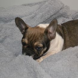 French Bulldog Puppies from House of Wrinkles