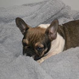 French Bulldog Puppies from House of Wrinkles
