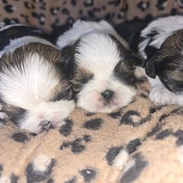Cane Corso and Shih Tzu Puppies from Hardradas Dynasty Kennel