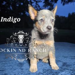 Indigo - Blue female Australian Cattle Dog puppy in Silsbee, Texas from Rockin ND Ranch