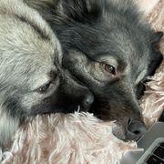 Keeshonden from Keeshond fur pups