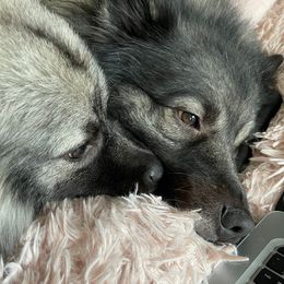 Keeshonden from Keeshond fur pups