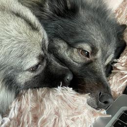 Keeshonden from Keeshond fur pups