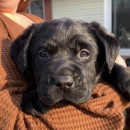 Labrador Retrievers from Steele Labradors