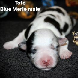 Toto - Blue merle male Australian Shepherd puppy in El Dorado Springs, Missouri from HP Aussie Kennels