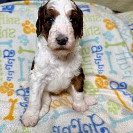 ASPEN - Parti female Poodle puppy in Peyton, Colorado from Fuzzybottoms Ranch LLC