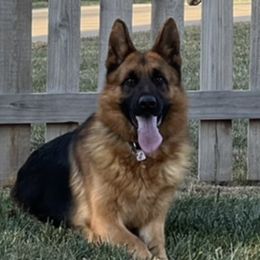 Ramona - German Shepherd