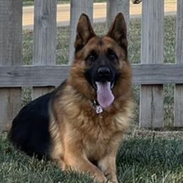 Ramona - German Shepherd