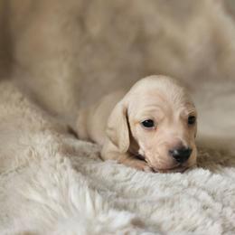 Orange collar - Cream male Dachshund puppy in Pasco, Washington from Loyal Lil Dachshunds